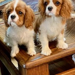 Cavalier King Charles Spaniel All Grown Up from Anita Barr's Cavalier King Charles Spaniels