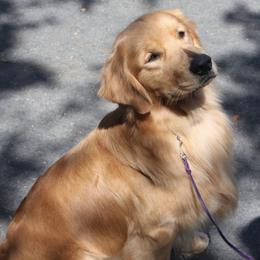 Golden Retrievers from Argus Golden Retrievers