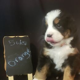 Girl 3 - Tri-color Bernese Mountain Dog puppy in Francisco, Indiana from Kate's Country Canines
