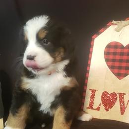 Girl 3 - Tri-color Bernese Mountain Dog puppy in Francisco, Indiana from Kate's Country Canines