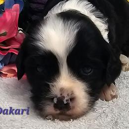 Dakari - Black and white male Tibetan Terrier puppy in Dorena, Oregon from Angel Tibetans Of Oregon