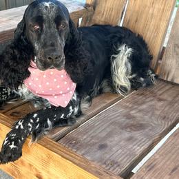 Ellie - English Springer Spaniel