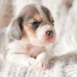 Eclair - Blue tan and white female Beagle puppy in Caldwell, Ohio from Folklore Kennel