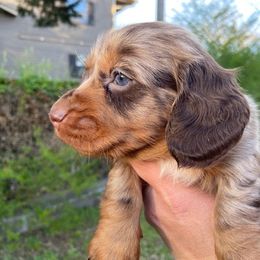 Dachshund Puppies from Lakeview Dachshunds