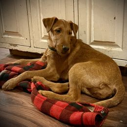 Irish Terrier and Scottish Terrier Puppies from Avonlea Terriers