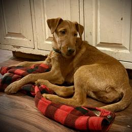 Irish Terrier and Scottish Terrier Puppies from Avonlea Terriers