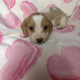 George - Piebald male Dachshund puppy in Lake City, Florida from My Ditzy Doxies of Florida