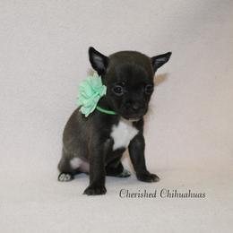 Teal - Black sabled silver female Chihuahua puppy in Willamina, Oregon from Cherished Chihuahuas