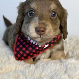 Dachshund Puppies from The Dach House