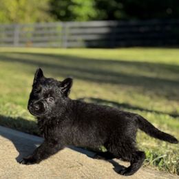 German Shepherd Puppies from Bluegrass Country German Shepherds