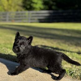 German Shepherd Puppies from Bluegrass Country German Shepherds