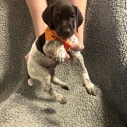 German Shorthaired Pointer Puppies from Blue Mountain GSP's