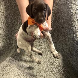German Shorthaired Pointer Puppies from Blue Mountain GSP's