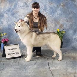 Ash - Siberian Husky