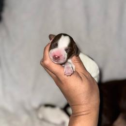 Aang - Piebald male Dachshund puppy in Ceres, California from Rockin' M’s LilBitty Dachshunds (LBD)