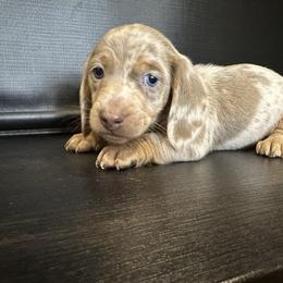 Mr. Chocolate - Chocolate and tan male Dachshund puppy in Nederland, Texas from M & M Pups