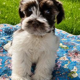 Dalton - Parti male Miniature Schnauzer puppy in Magalia, California from NorCal Schnauzers