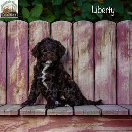 Liberty - Chocolate female Australian Labradoodle puppy in Cashmere, Washington from Mountain Home Doodles