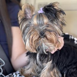 Olie - Yorkshire Terrier