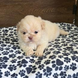 Male 1 - Lilac male Shih Tzu puppy in Meadows Of Dan, Virginia from Walt’s Shih Tzus