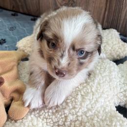 Deacon - Red merle male Miniature Australian Shepherd puppy in Geary, Oklahoma from Helm Farms Aussies