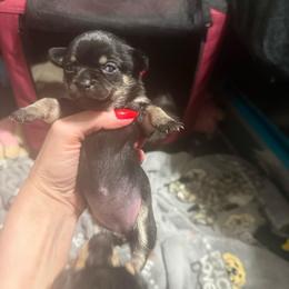 AKC Girl 2 - Black and tan female Chihuahua puppy in Anoka, Minnesota from Anoka County MN AKC Chihuahuas