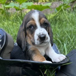 Pete Baby yellow - Black brown and white male Basset Hound puppy in Meyersdale, Pennsylvania from Susan's Basset Hounds