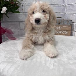 Clover - Brown and white male Bernedoodle puppy in Jacksonville, Florida from Star of the Sea Doodles