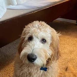Goldendoodle All Grown Up from Goldenvalley Doodles