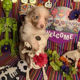 Australian Shepherd Puppies from Firelight Australian Shepherds