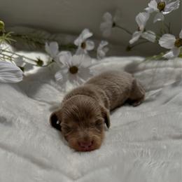 Amelia - Fawn (isabella) and cream female Dachshund puppy in San Diego, California from Enchantables
