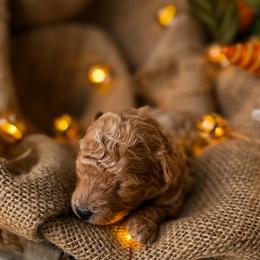 Salsa - Apricot male Poodle puppy in Chapel Hill, North Carolina from Cyndi’s Poodles