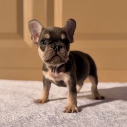 Blue - Tricolors male French Bulldog puppy in Avondale, Arizona from BigDiamondFrenchies