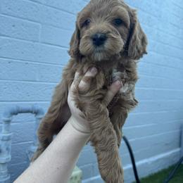 Olaf - Red  male Goldendoodle puppy in Phoenix, Arizona from Amore Doodles & Poodles