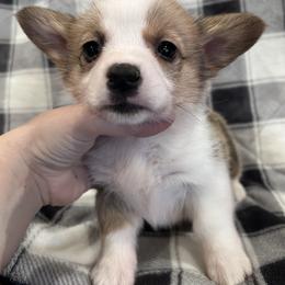 Boy 1 (Gaston) - Fawn male Pembroke Welsh Corgi puppy in Brazoria, Texas from Diamond Bar H