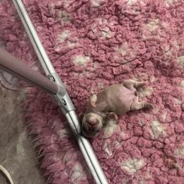 Pinky - Fawn female French Bulldog puppy in Roanoke Rapids, North Carolina from Ferrell’s Frenchies