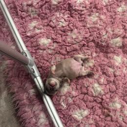 Pinky - Fawn female French Bulldog puppy in Roanoke Rapids, North Carolina from Ferrell’s Frenchies