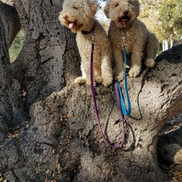 Lagotto Romagnolo All Grown Up from Flying Curls Lagotto Romagnolo