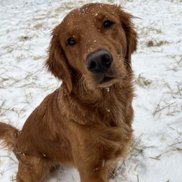 Calliope - Golden Retriever