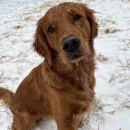 Calliope - Golden Retriever