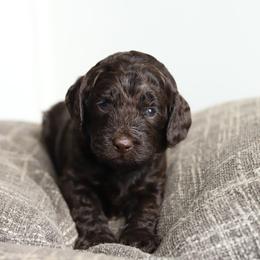 Blue - Chocolate male Australian Labradoodle puppy in Williamstown, New York from Lewis Manor Labradoodles
