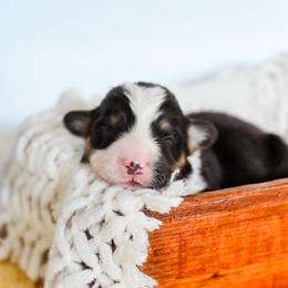 Boy 2 - male Pembroke Welsh Corgi puppy in Mona, Utah from Sorensen Corgis