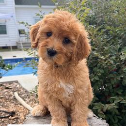 Gloria - Red  female Goldendoodle puppy in Rose Hill, North Carolina from Red Door Canines