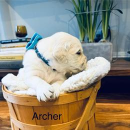 Boy 6 - Light golden male Golden Retriever puppy in Oconto, Wisconsin from Abbie's Golden Retrievers