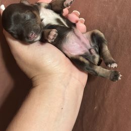 Miniature Schnauzer Puppies from Cali Sun-kissed Schnauzers