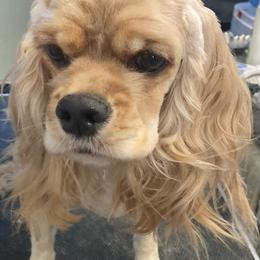 Ginger - Buff female Cocker Spaniel puppy in Boise, Idaho from Kayceyz Cockers