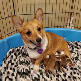 Bella - Pembroke Welsh Corgi