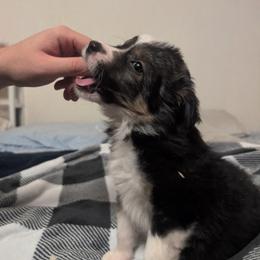 Chiron - Tri-color female Border Collie puppy in Grapeview, Washington from Athena’s Collies