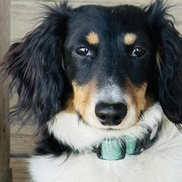 Dachshunds and Pembroke Welsh Corgis from Newton Hay & Cattle