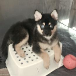 Bronz. Last baby-price reduced 1600 - Tri-color male Pomsky puppy in Fallon, Nevada from Amazing High Desert Pomskys
